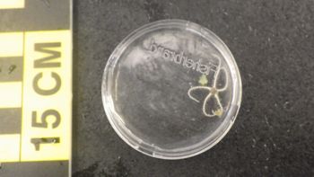 Media type: image;   Invertebrate Zoology 153114 Description: live specimen;
